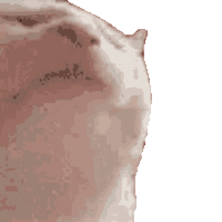 vibe cat